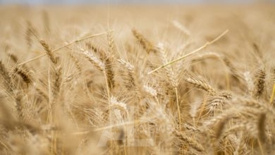 le prix du blé tendre gagnait 3,75 euros à 271,50 euros la tonne sur l'échéance de mars et quatre euros sur celle de mai à 269,75 euros la tonne, pour plus de 24.600 lots échangés.