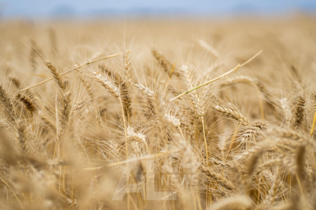 le prix du blé tendre gagnait 3,75 euros à 271,50 euros la tonne sur l'échéance de mars et quatre euros sur celle de mai à 269,75 euros la tonne, pour plus de 24.600 lots échangés.
