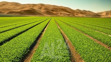 هذه الزيارة التي يقوم بها 14 متعاملا أمريكيا في مجال الفلاحة تهدف إلى الاطلاع على فرص الاستثمار في مختلف شعب القطاع الفلاحي ومنها تربية الأبقار والري الفلاحي وإنتاج زيت الزيتون والحمضيات.