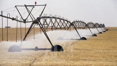 الجزائر اتخذت كافة احتياطاتها لضمان تغطية السوق الوطنية وتلبية كافة احتياجات المواطنين من الحبوب