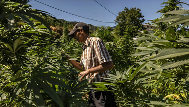 مزارع يتفقد نباتات في حقل للقنب بقرية أزيلا عند سفح منطقة الريف الجبلية المهمشة بالمغرب