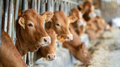 Belgique-fièvre-catarrhale