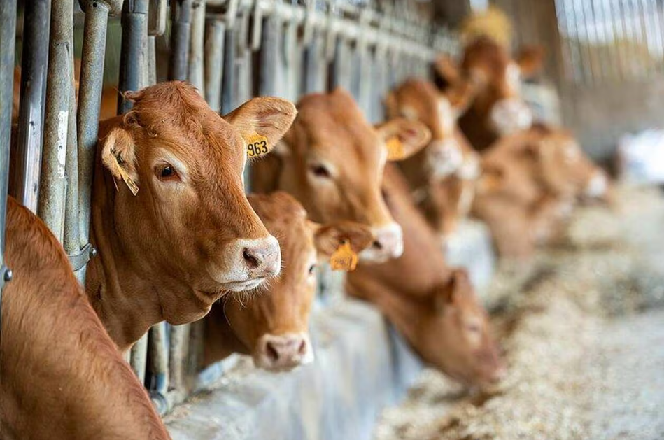 Belgique-fièvre-catarrhale