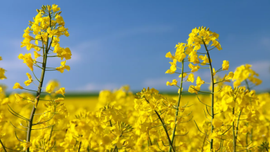 chine canada antidumping