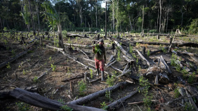 Colombie : l'échec des négociations de paix entraine plus de déforestation