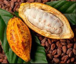 Plus de 1.000 tonnes de cacao de contrebande saisies à la frontière Côte d'Ivoire-Guinée