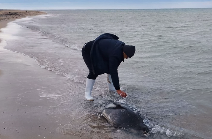 Kazakhstan : plus de 530 phoques d'une espèce menacée morts en deux semaines