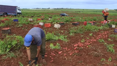 عمال في المزارع الفلاحية بالمغرب يعانون من غياب الحقوق وضعف الأجور