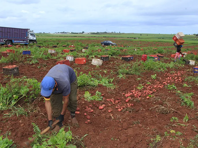 عمال في المزارع الفلاحية بالمغرب يعانون من غياب الحقوق وضعف الأجور