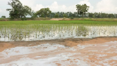 FAO : la salinisation touche plus de 10% des sols mondiaux et la situation s'aggrave