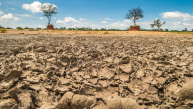 Sécheresse en Afrique australe : 26 millions de personnes en insécurité alimentaire aiguë