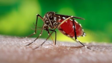 Colombia Declares Health Emergency Amid Yellow Fever Outbreak