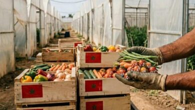 تقارير إعلامية إسبانية تسلط الضوء على استمرار مخاطر المنتجات المستوردة من المغرب